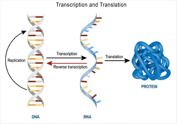 Sự tương tác giữa các protein và DNA trong quá trình đóng xoắn sợi nhiễm sắc
