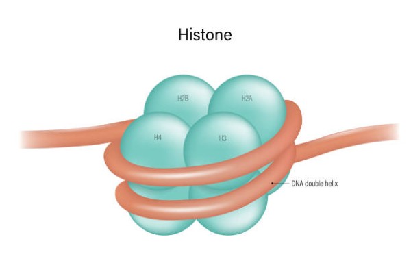 Các loại protein histone chính tham gia đóng xoắn