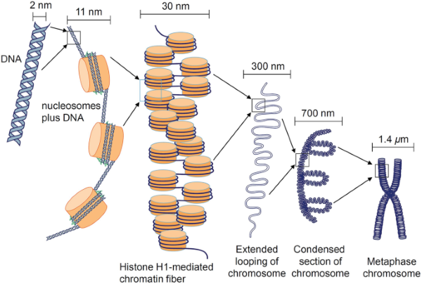 Vai trò của protein non-histone trong cấu trúc và chức năng sợi nhiễm sắc