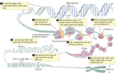 Có bao nhiêu protein giúp đóng xoắn sợi nhiễm sắc trong phức hợp nucleosome