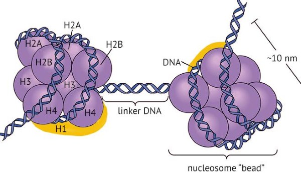 Ảnh hưởng của sự thay đổi protein histone đến mức độ đóng xoắn