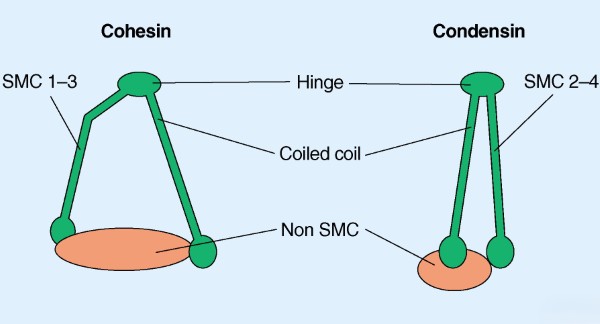 Protein SMC là những "kiến trúc sư" chính trong quá trình ngưng tụ nhiễm sắc thể