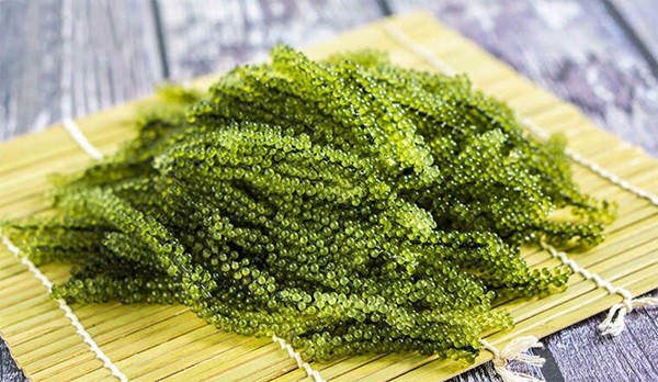 Rong nho có hàm lượng protein lên đến 20-25%