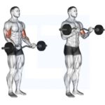 Barbell Curl là gì? Cách tập đúng kỹ thuật để bắp tay trước to khỏe rõ nét