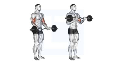 Barbell Curl là gì? Cách tập đúng kỹ thuật để bắp tay trước to khỏe rõ nét