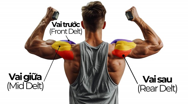 Cơ vai sau (Posterior Deltoid)